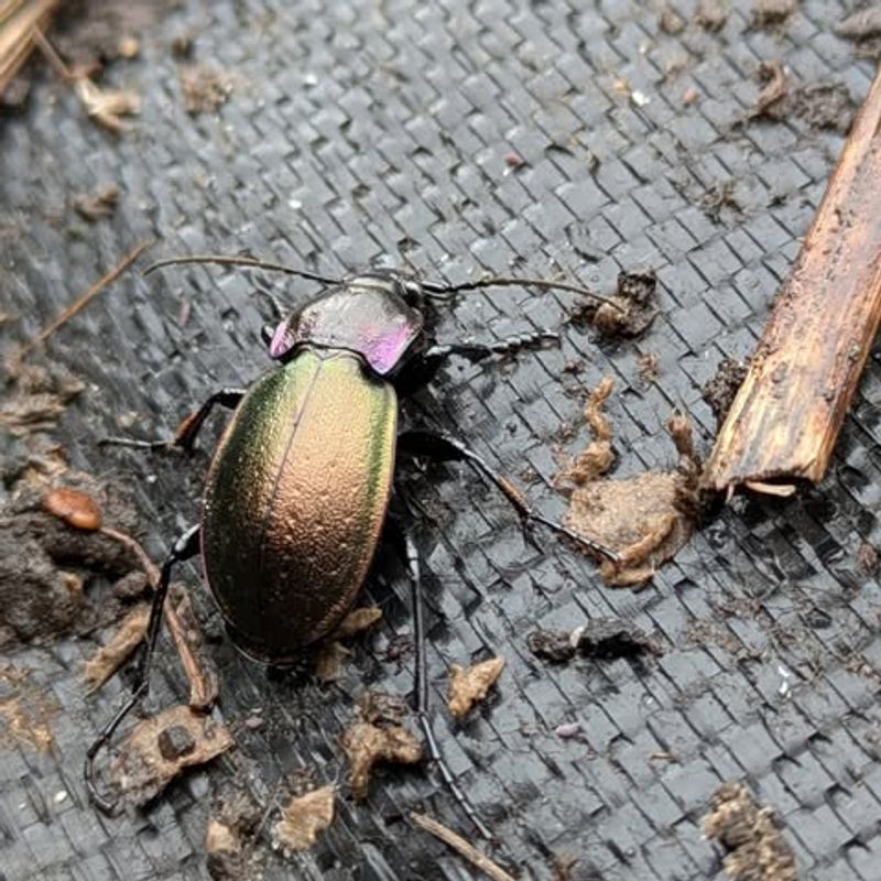 Moist Soil And Mulch Bring Out Ground-Dwelling Insects