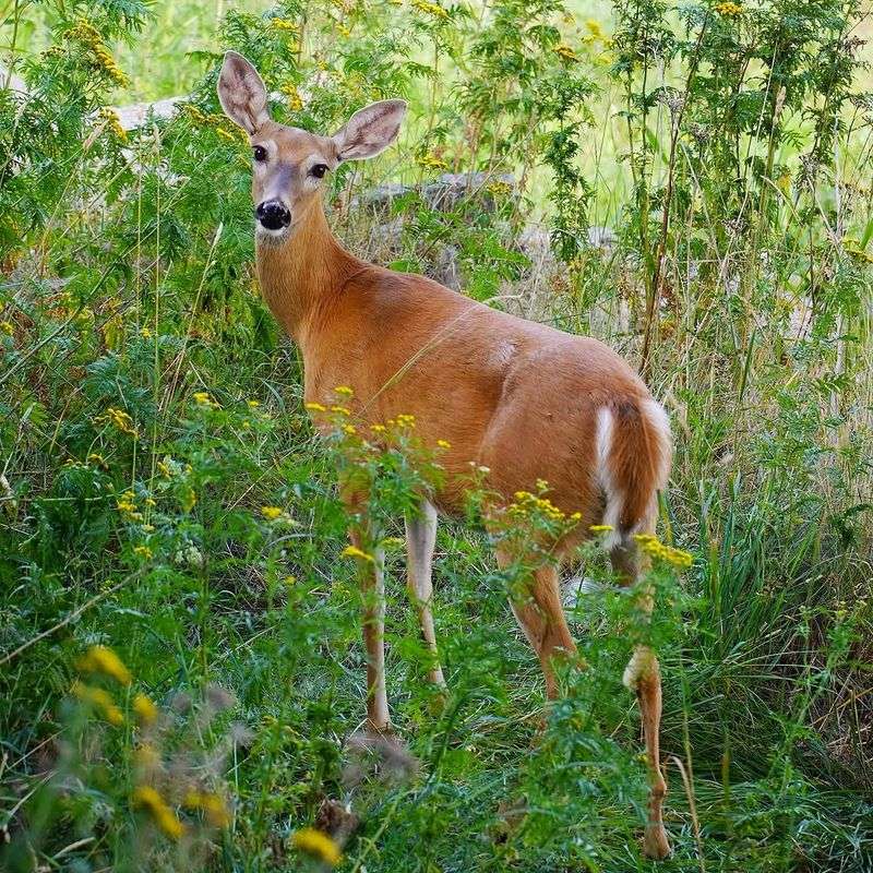 Deer Usually Leave It Alone