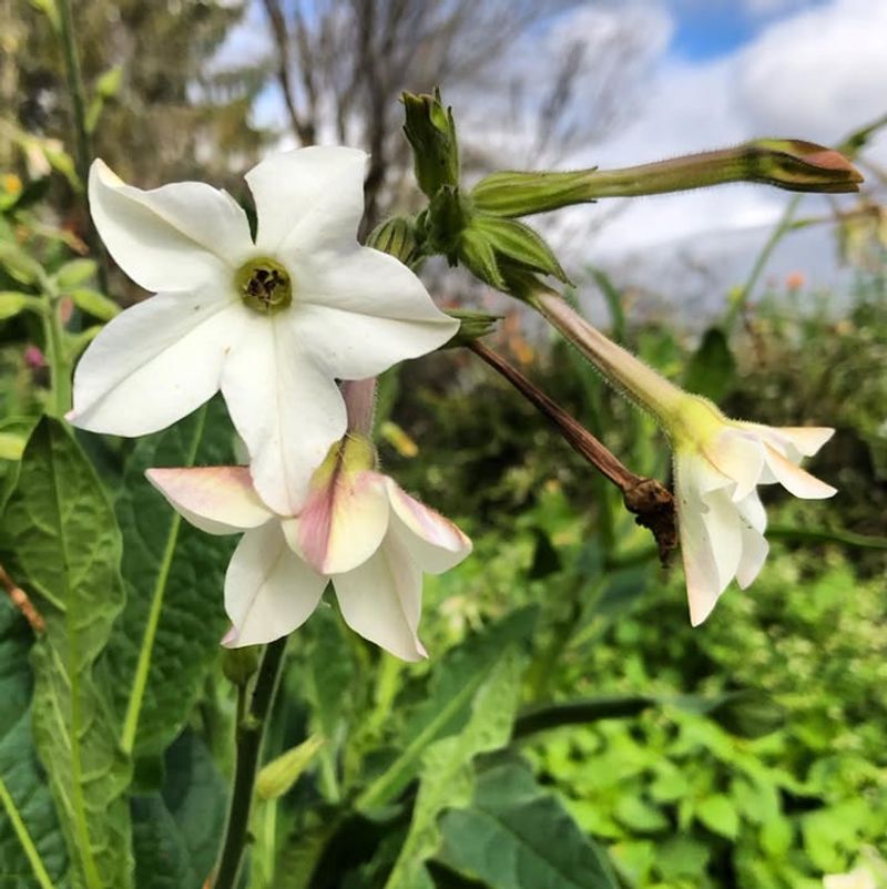 Night-Blooming Plants Add Missing Habitat