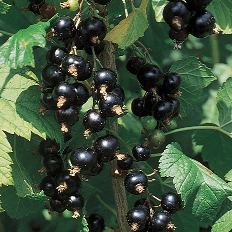 Currants (Heat-Tolerant Types)