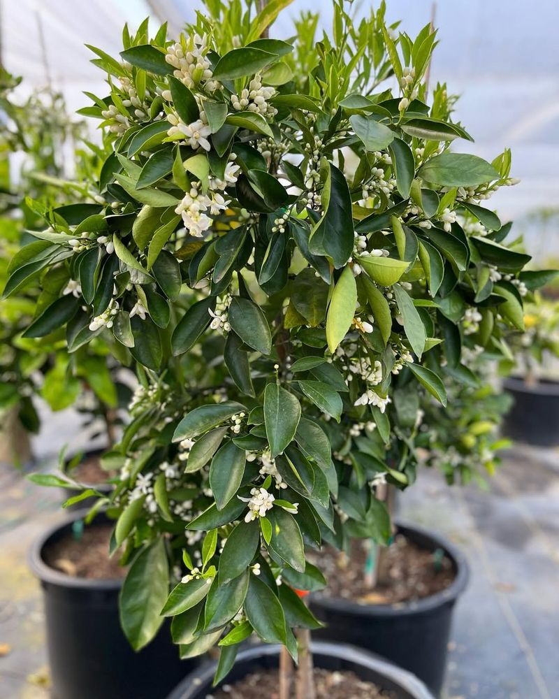 Citrus Trees Perform Well In Containers With Consistent Care