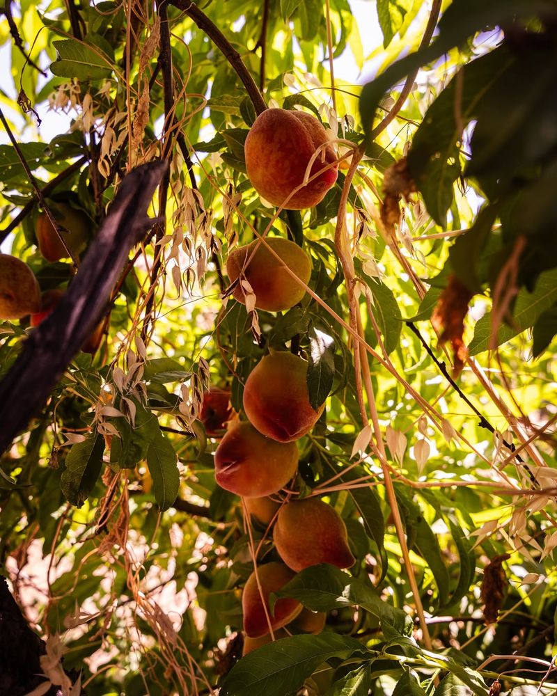 Peach Trees Support Better Growth With Feeding