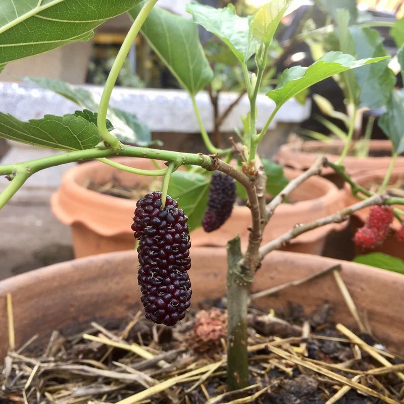 Mulberry Trees Grow Fast And Produce Well In Pots