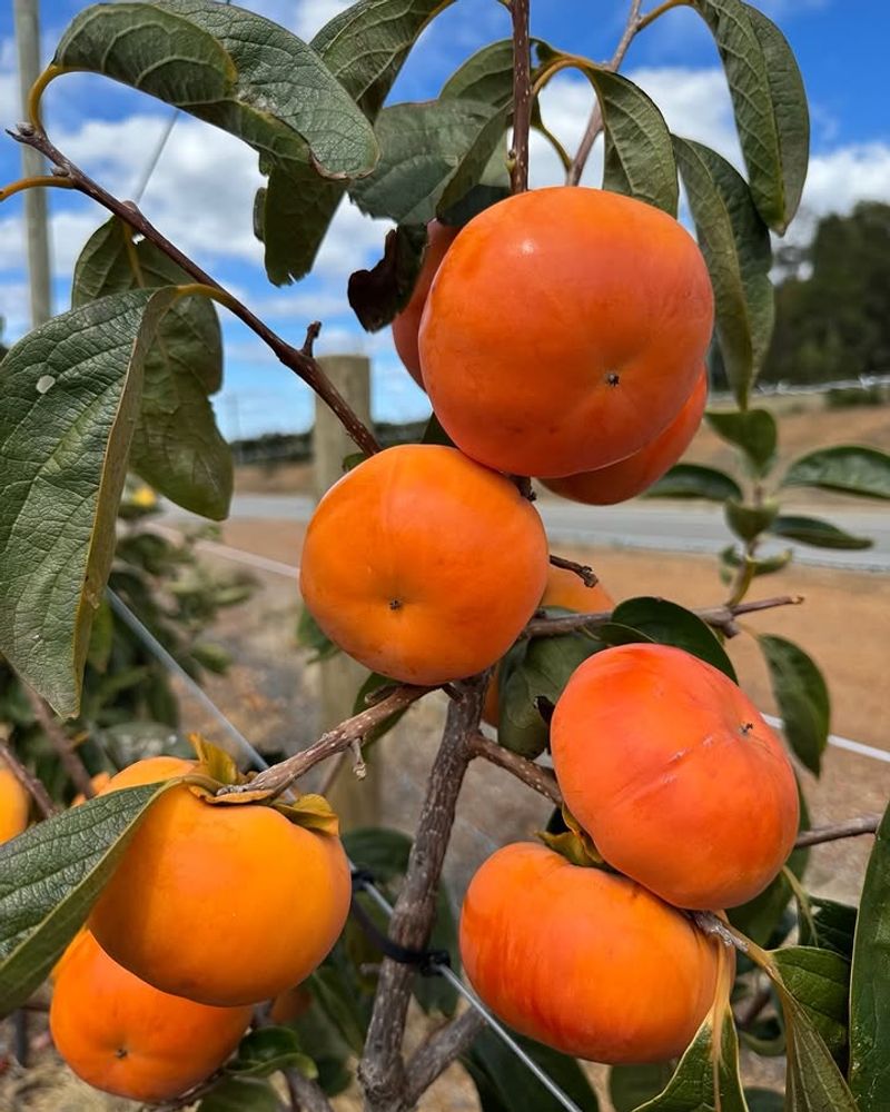 Fuyu Persimmons Produce Sweet Fruit Without Fuss
