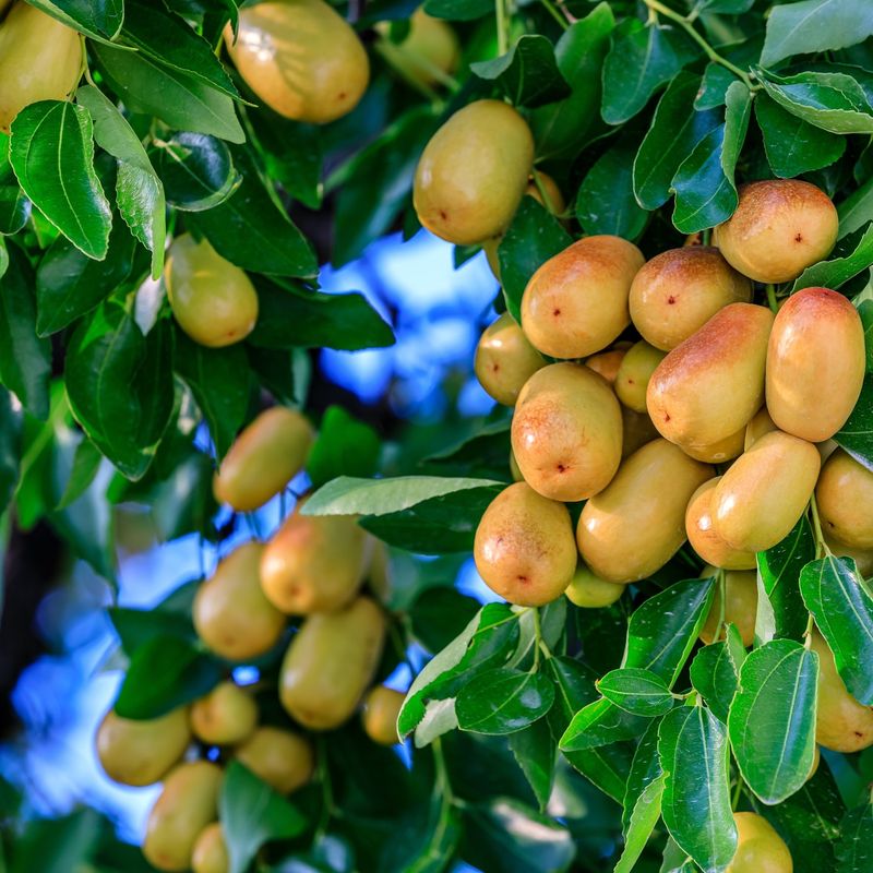 Jujube Trees Handle Poor Soil And Heat Easily