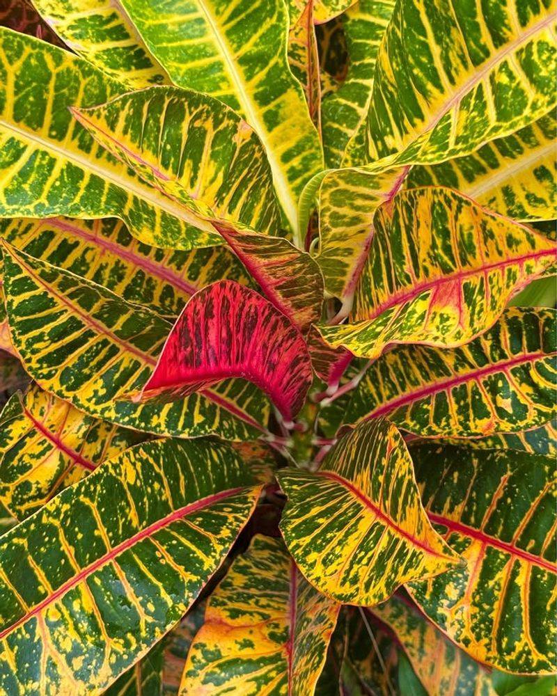 Croton Showing Off Bold, Tropical Color