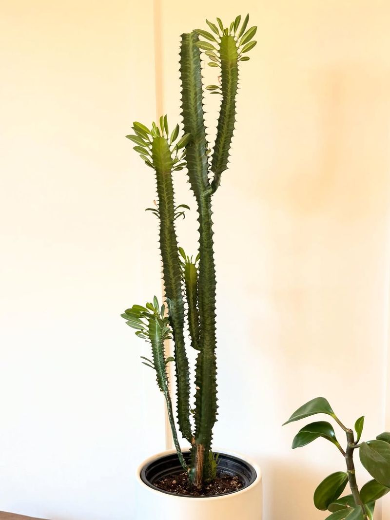 Euphorbia Trigona