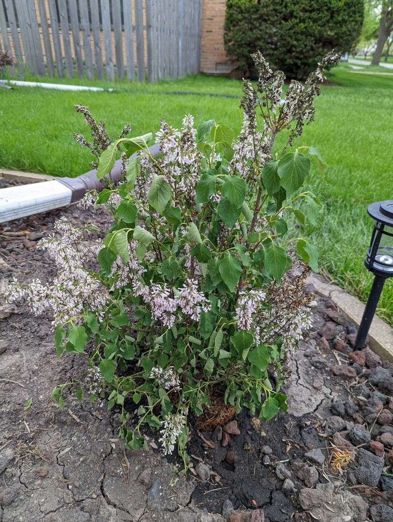 Improper Soil Conditions