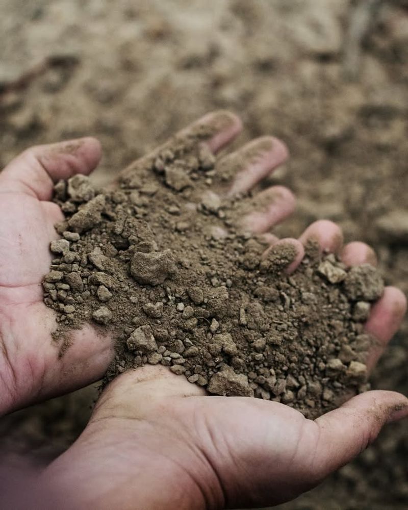 Sandy Soil Dries Out Quickly And Needs More Water