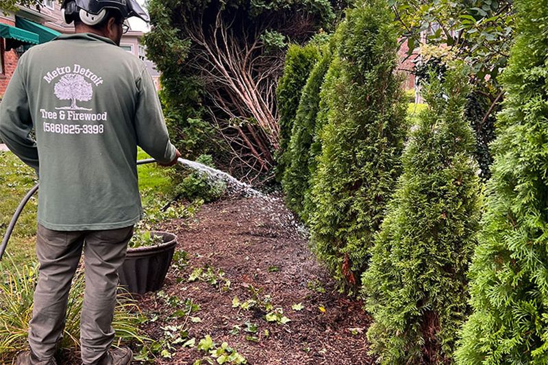 Inconsistent Watering Slows Early Establishment