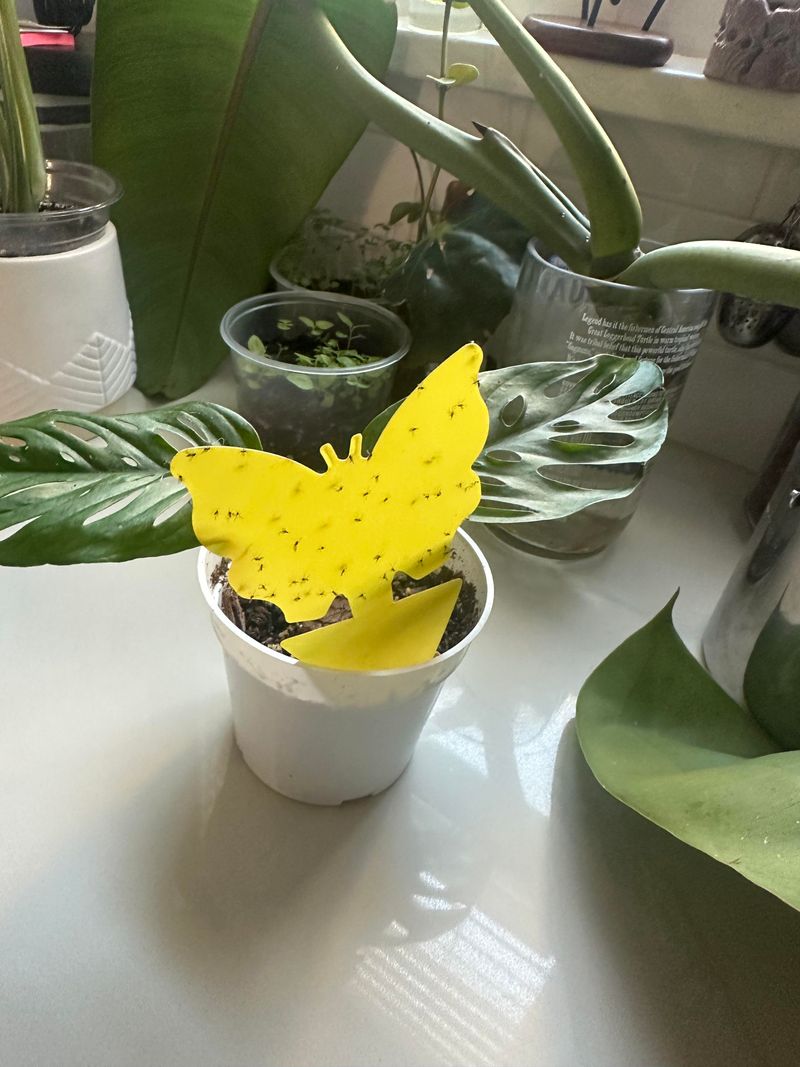 Spring Light Changes Can Increase Indoor Activity