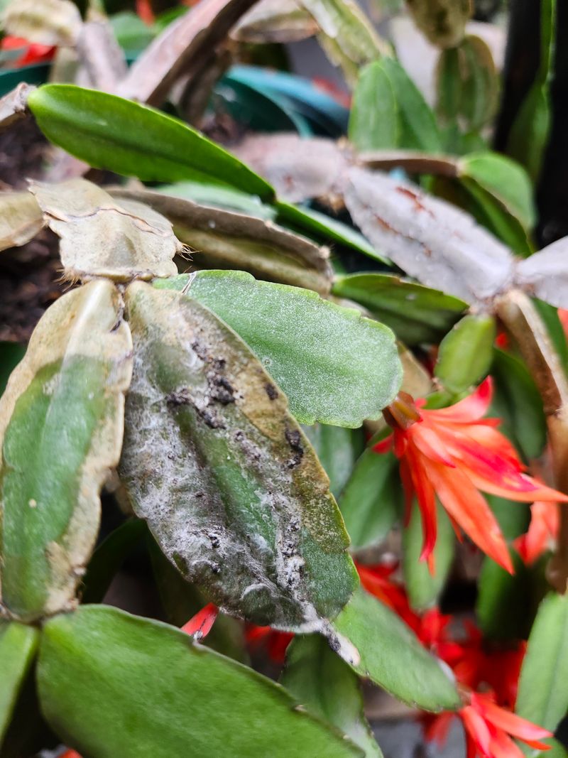 Low Airflow Makes Fungal Problems More Likely