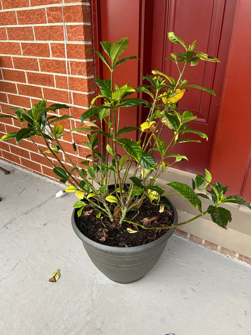 Overwatering Or Inconsistent Watering