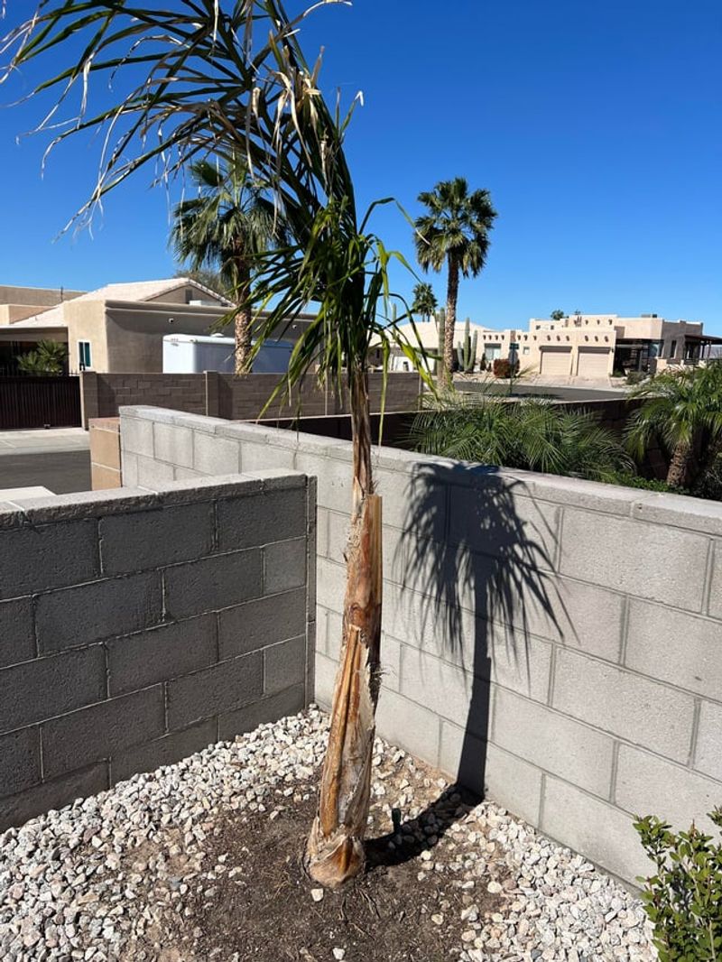 Salt Buildup In Soil Can Gradually Damage Roots