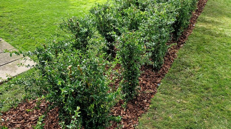 Young Or Newly Planted Hedges Are More Vulnerable