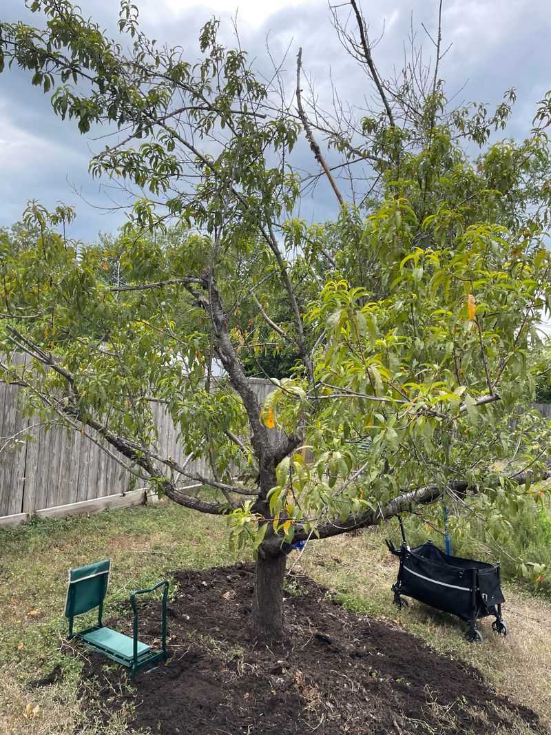 Excess Nitrogen Encourages Leaves Instead Of Fruit