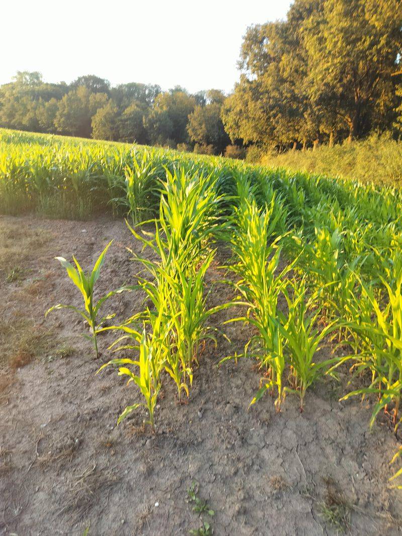 Uneven Emergence Creates Weak And Inconsistent Plants
