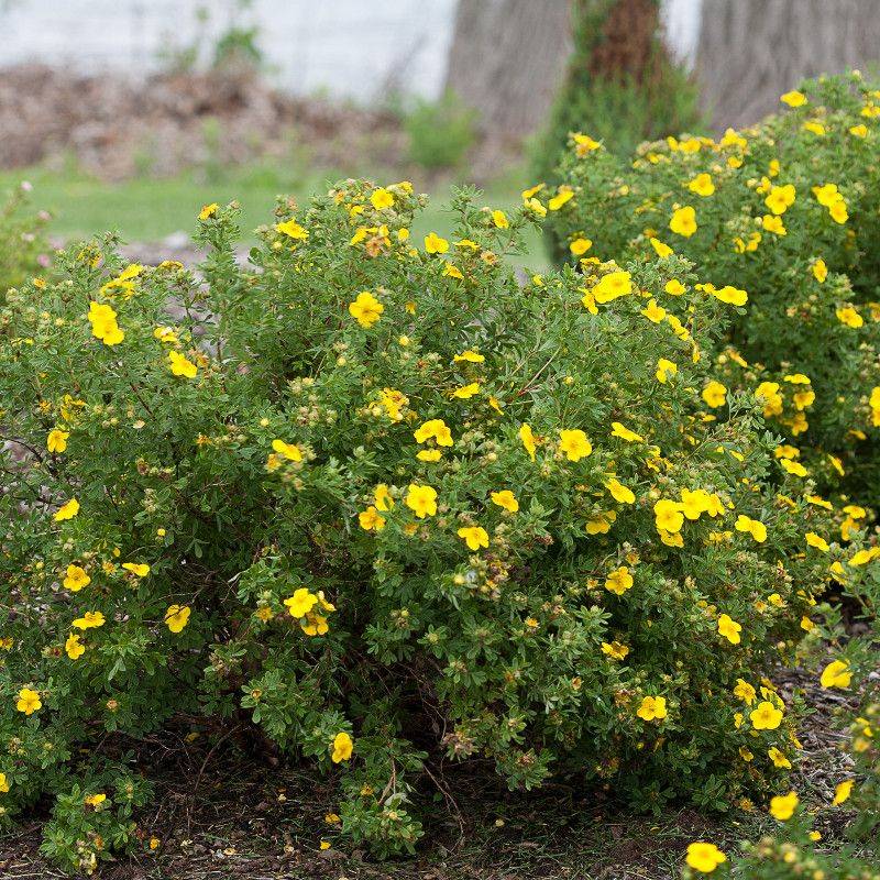 Overfertilizing Plants