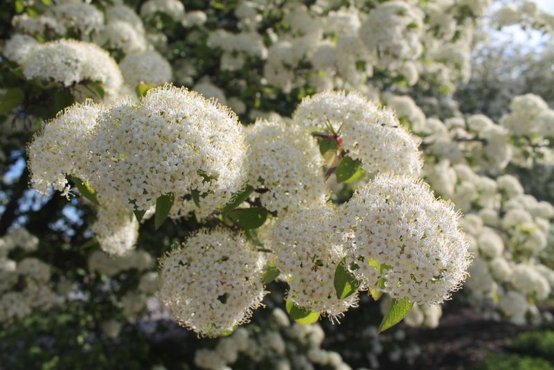 Callery Pear (Pyrus calleryana)