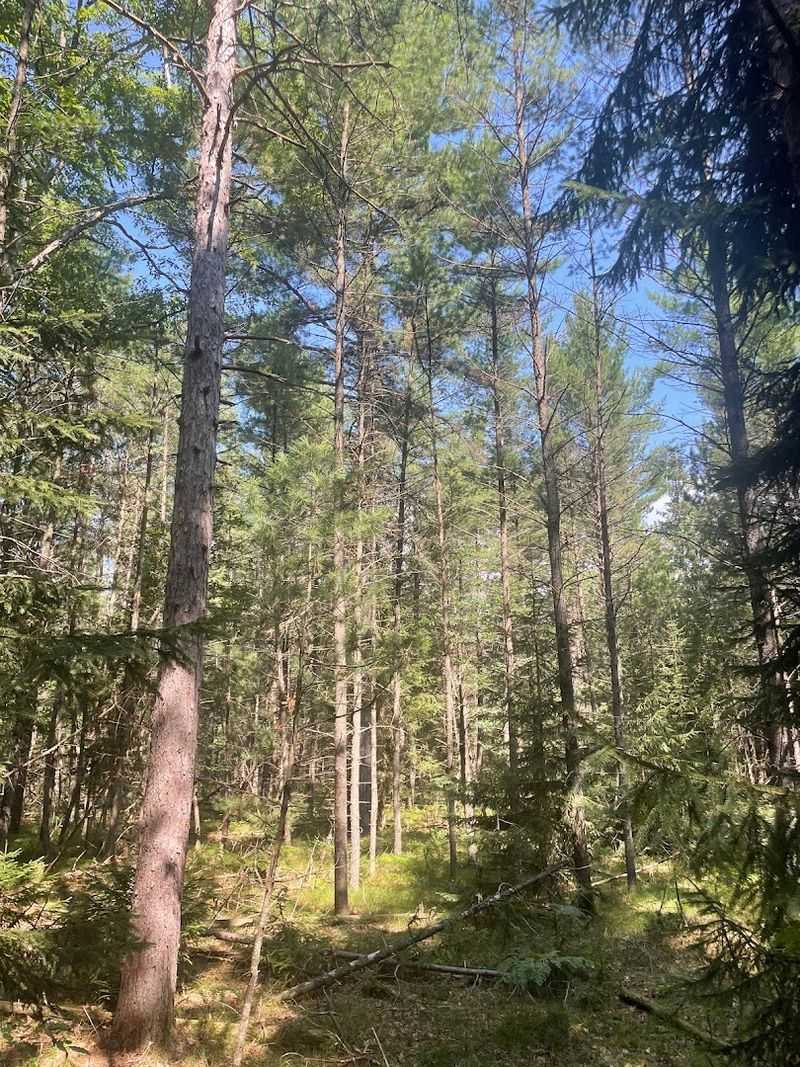 W.J. Beal Tree Plantation