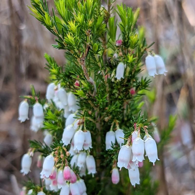 Spanish Heath