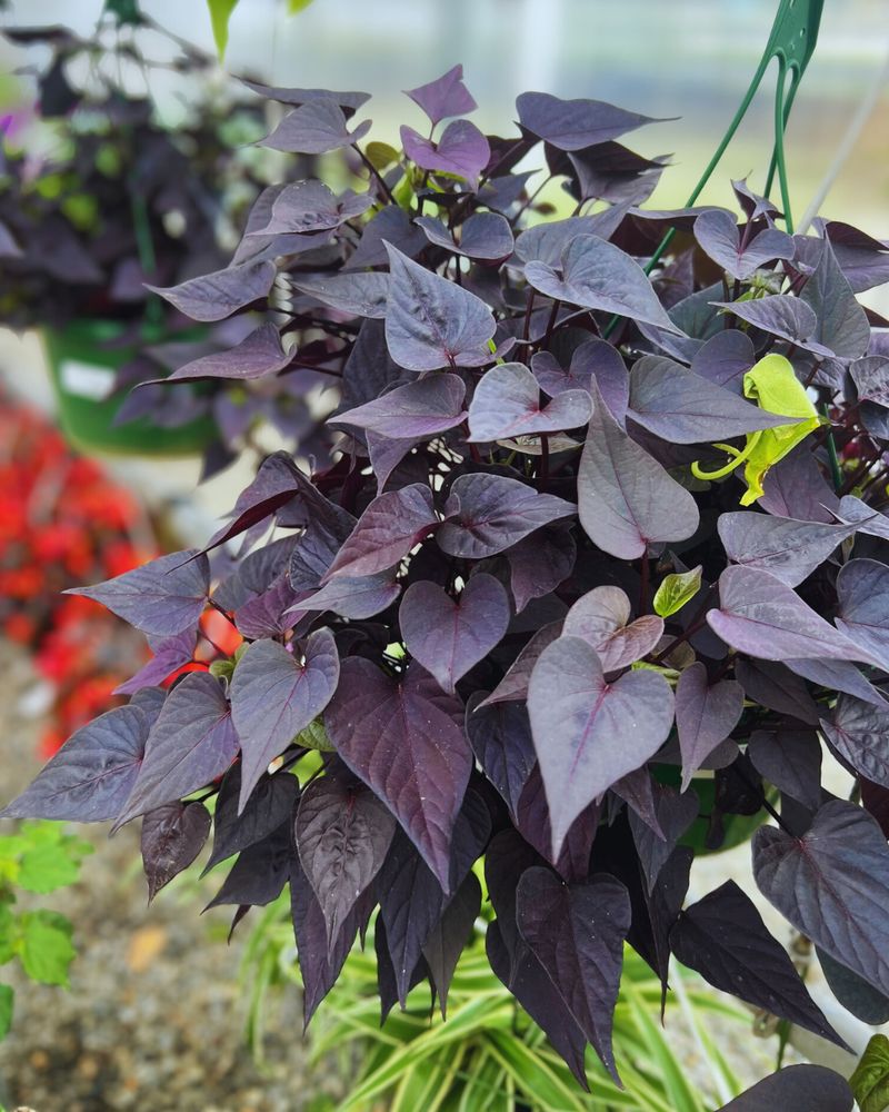 Sweet Potato Vine
