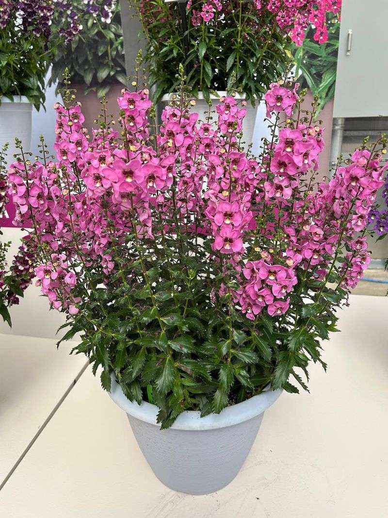 Angelonia