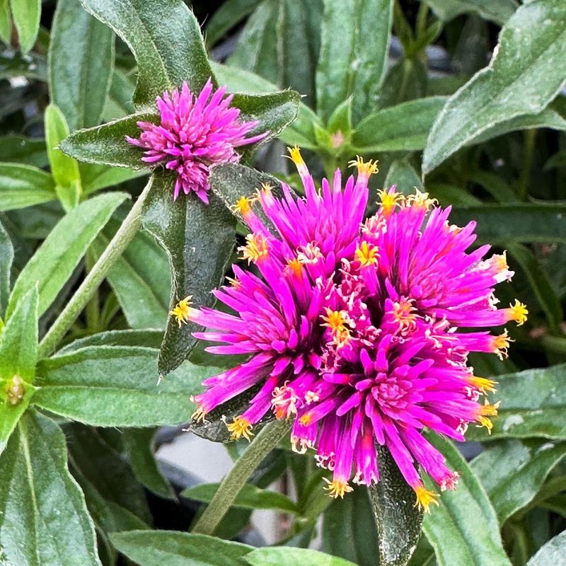 Gomphrena