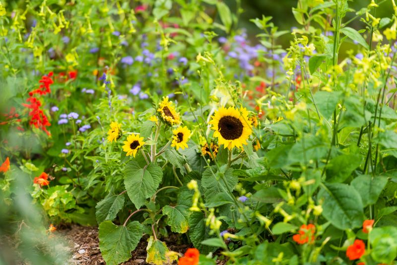 Sunflowers And Nasturtiums For Dramatic Color And Edible Flowers