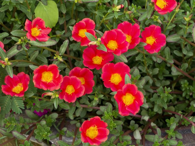 Purslane Produces Colorful Flowers And Fleshy, Drought-Tolerant Foliage