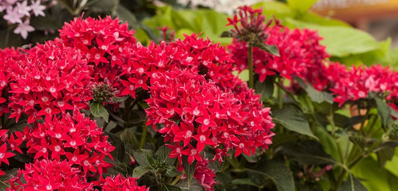 Pentas For Starry Heat-Friendly Blooms