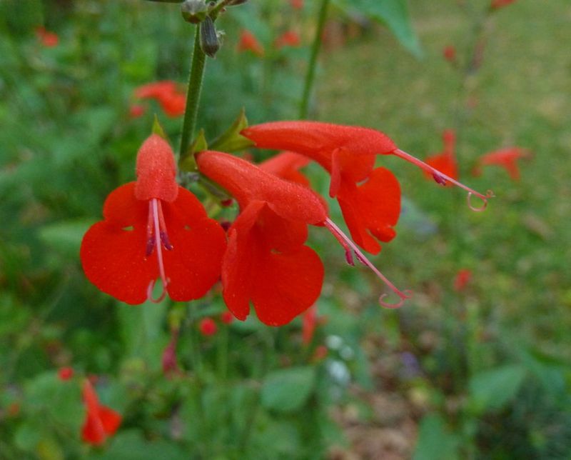 Salvia For Pollinator-Friendly Blooms