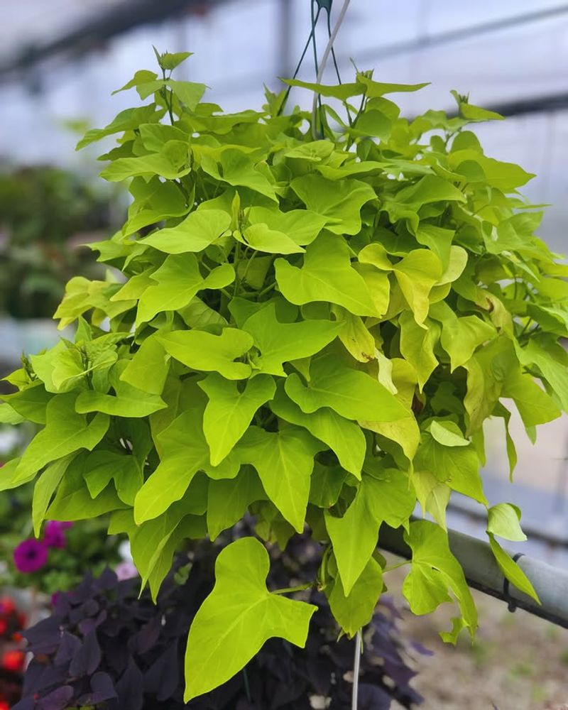 Sweet Potato Vine Trails Well With Regular Water In Heat