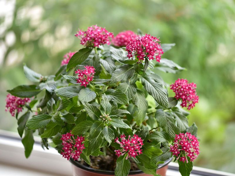 Pentas 