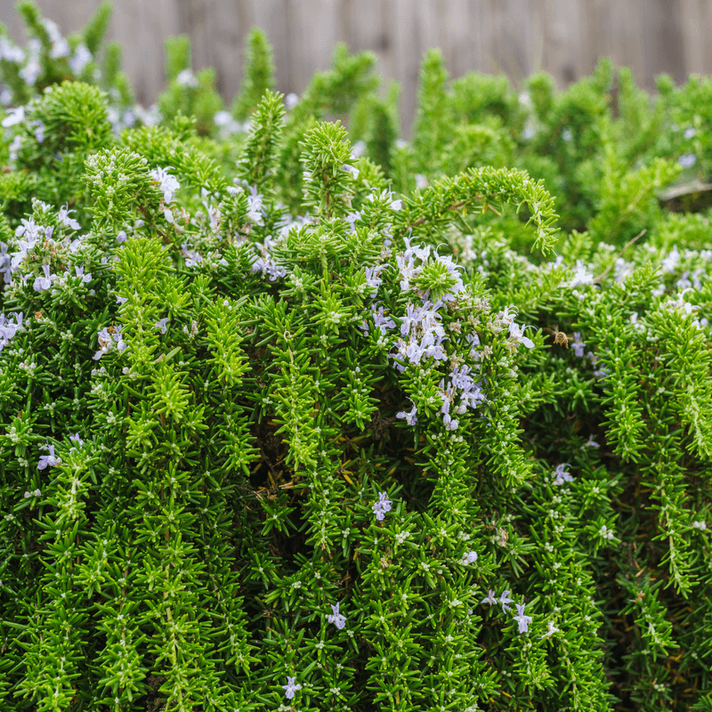 Trailing Rosemary Softens Edges In Sunny Spaces