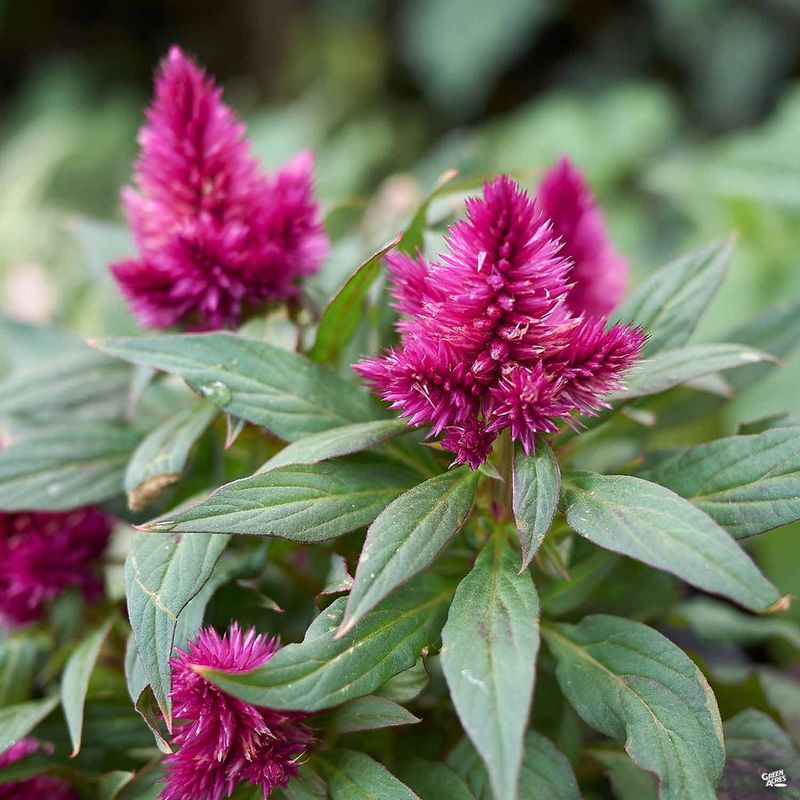 Celosia Adds Bold Texture And Color