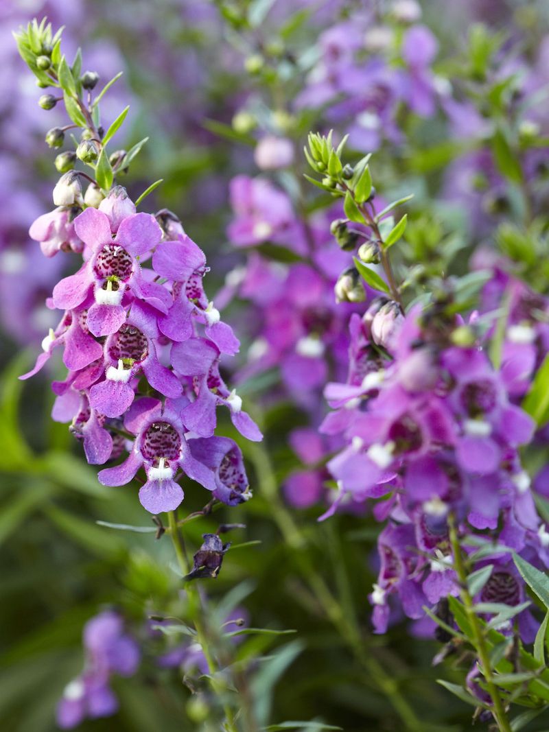 Angelonia Keeps Blooming Through Dry Spells
