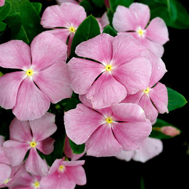 Vinca That Stays Strong In Heat