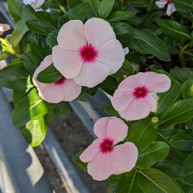 Annual Vinca That Keeps Looking Fresh