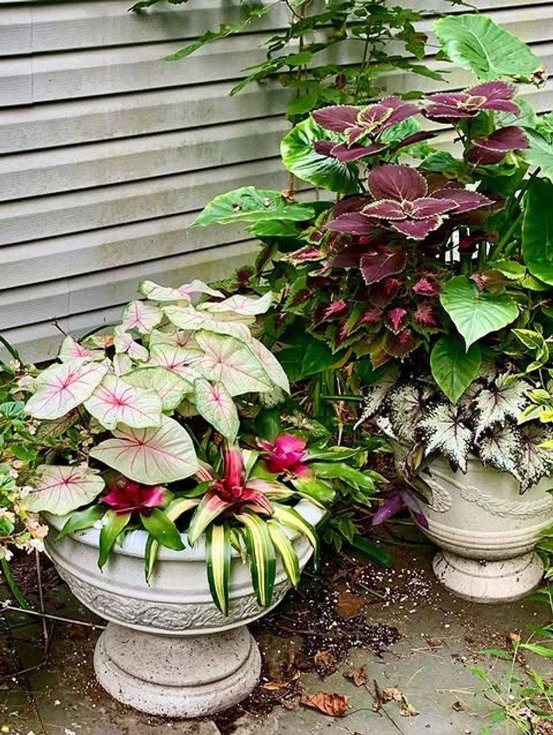 Coleus Keeps Color Better In Shaded Containers