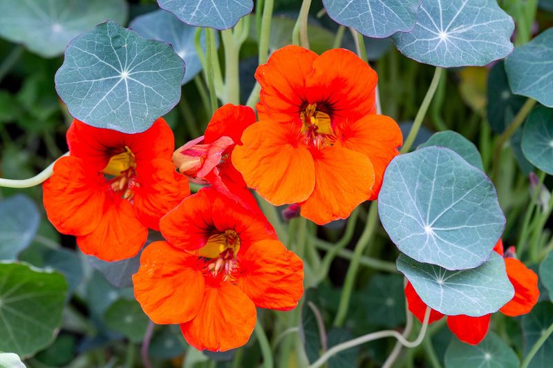 Nasturtiums Add Early Color Before Summer Heat Peaks