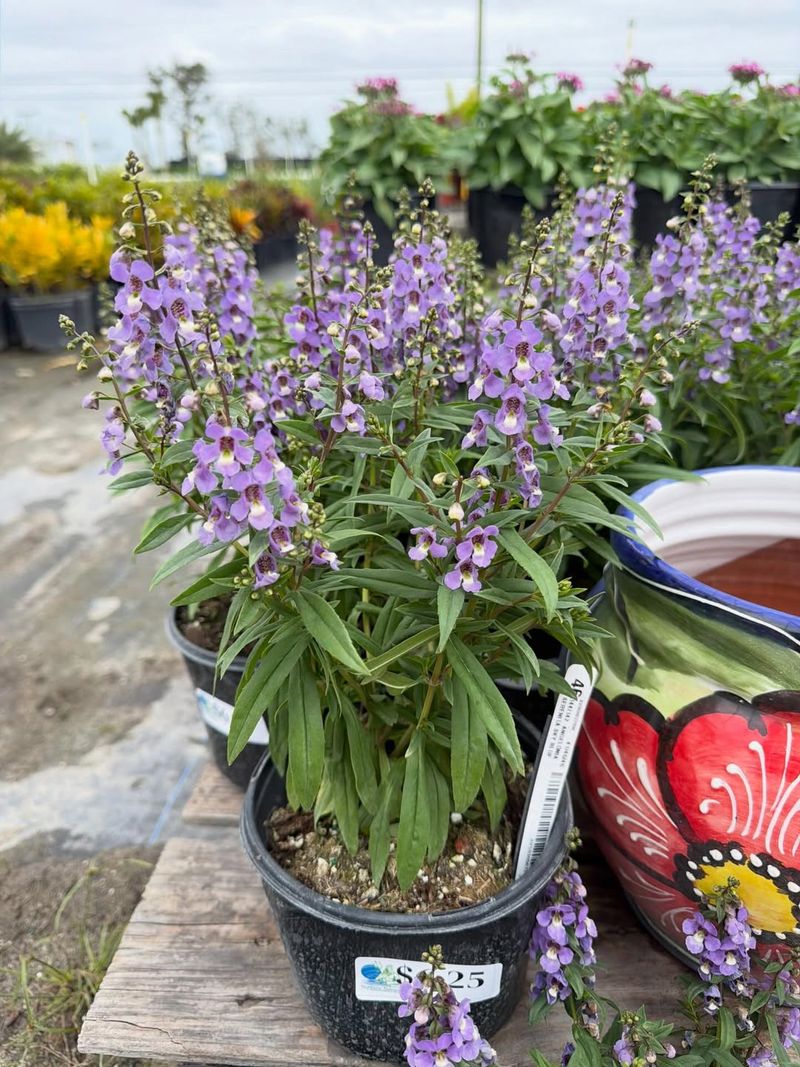 Angelonia Blooms Well In Heat With Consistent Care