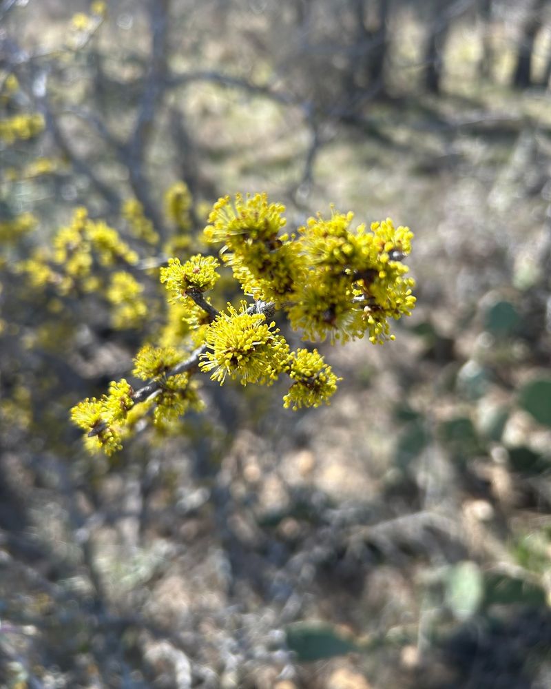 Elbow Bush