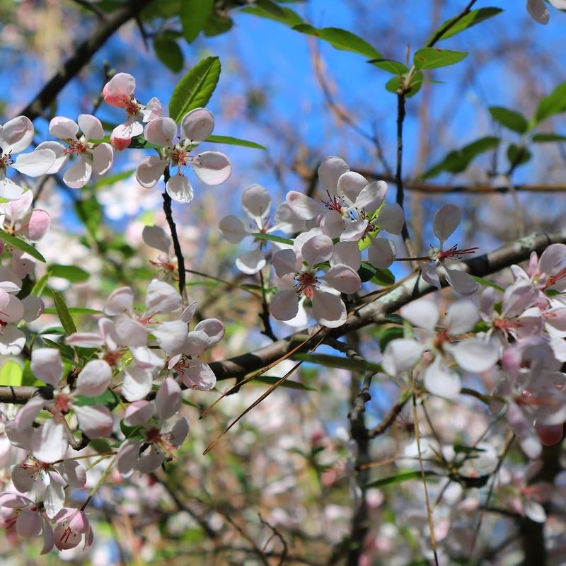 American Crabapple (Malus coronaria)