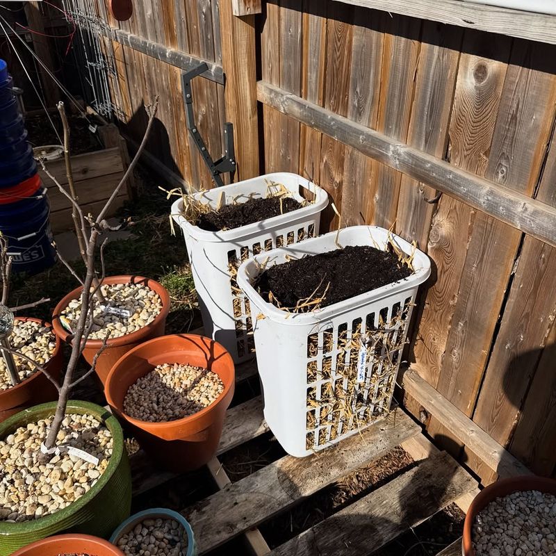 Layering Soil As Your Plants Grow Taller