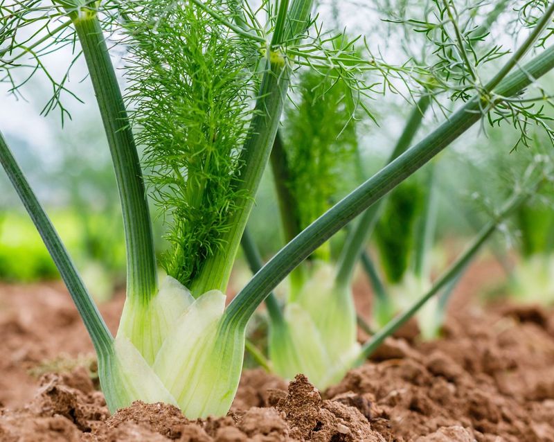 Fennel That Disrupts Nearby Growth
