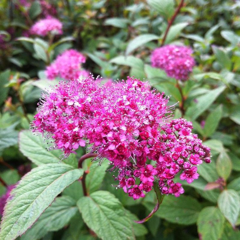 Spirea (Spiraea Japonica)