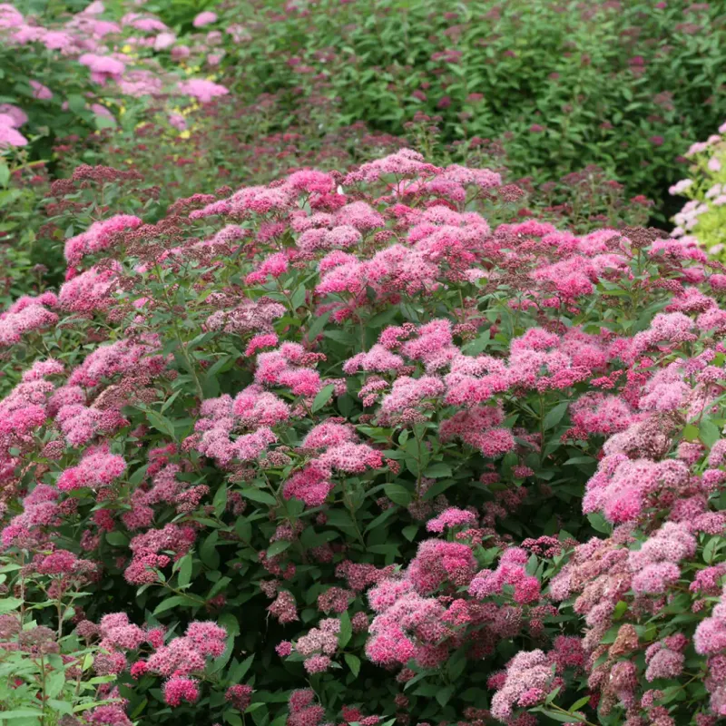 Spirea (Spiraea Japonica)