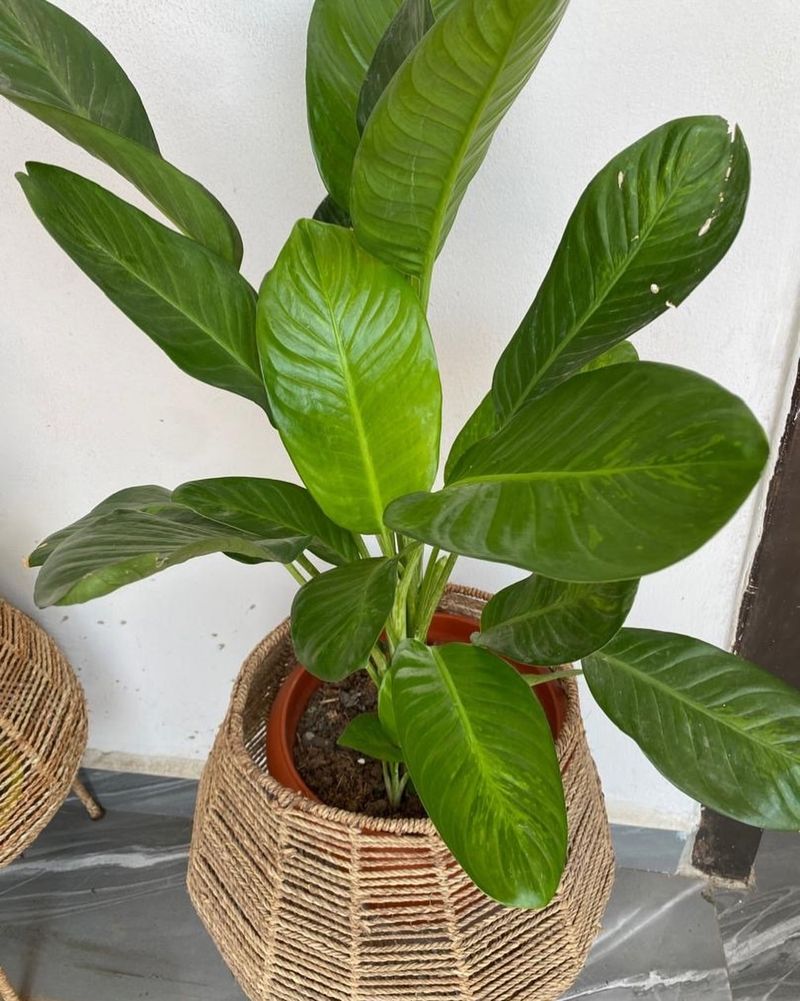 Peace Lily And Chinese Evergreen For Low To Medium Light