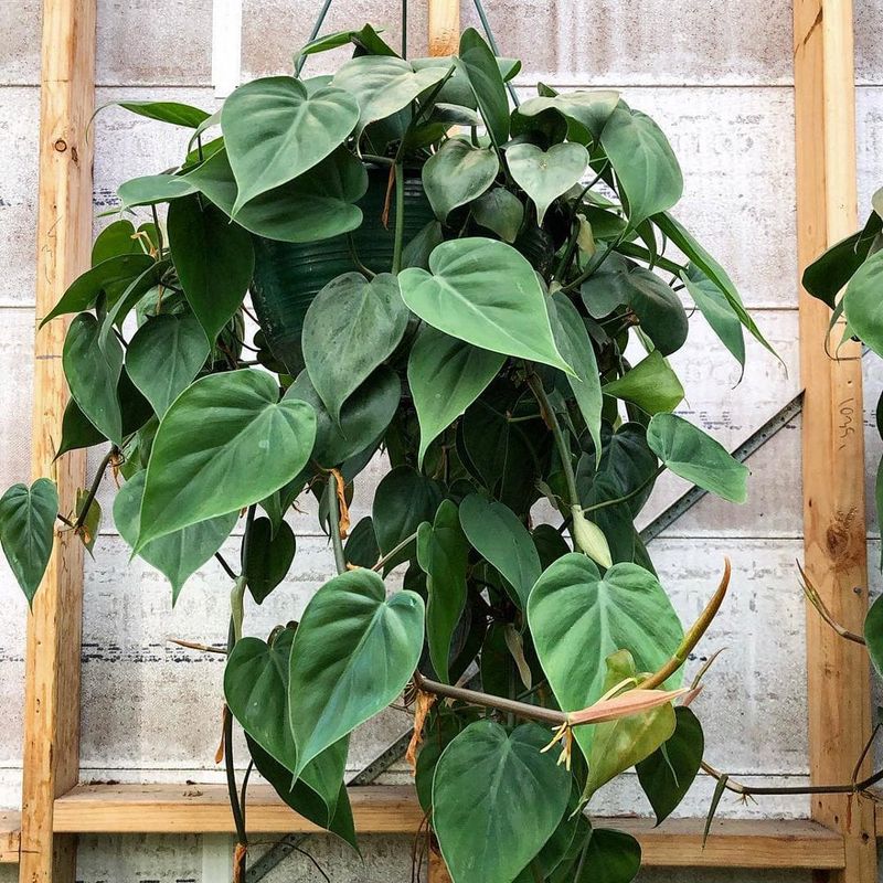 Philodendron Fills Rooms With Lush Greenery